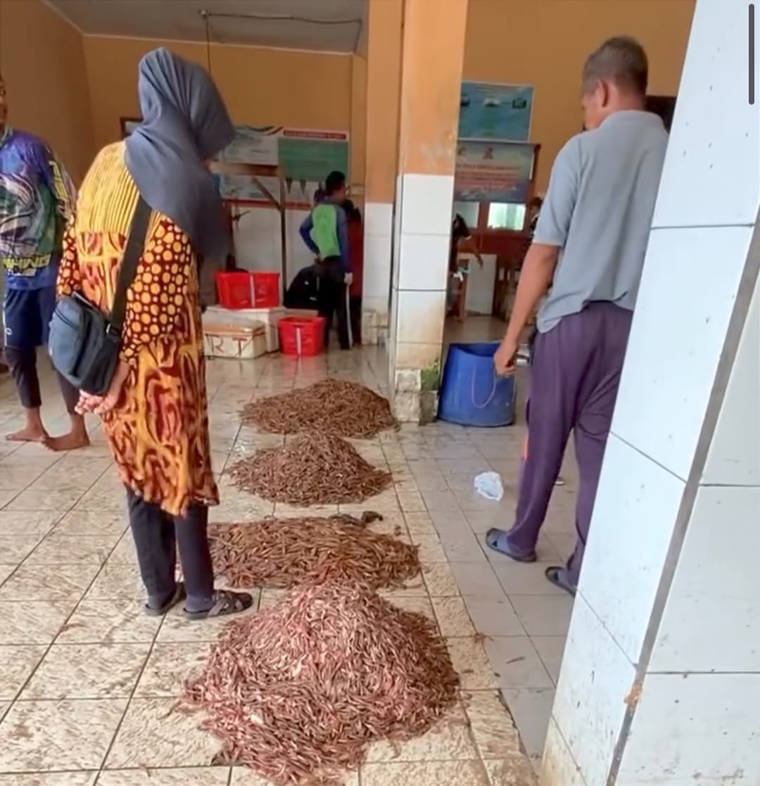 Sejumlah hasil tangkapan udang korosok terlihat menumpuk di area pelayanan ikan KUD Minasari, Kabupaten Pangandaran, Sabtu (19/9/2026). Foto : Dok. Jeje Wiradinata /Inakor
